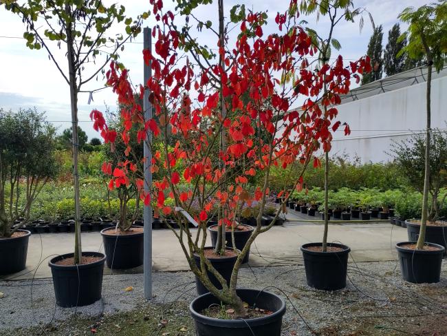 Hamamelis intermedia 'Arnold Promise' (x)