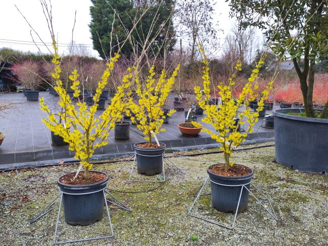 Hamamelis intermedia 'Arnold Promise' (x) (grafted on Parrtia)