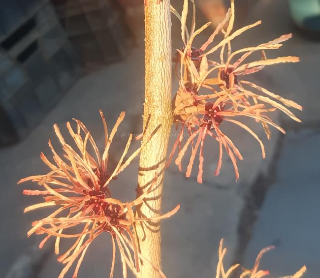 Hamamelis intermedia 'Aurora' (x)
