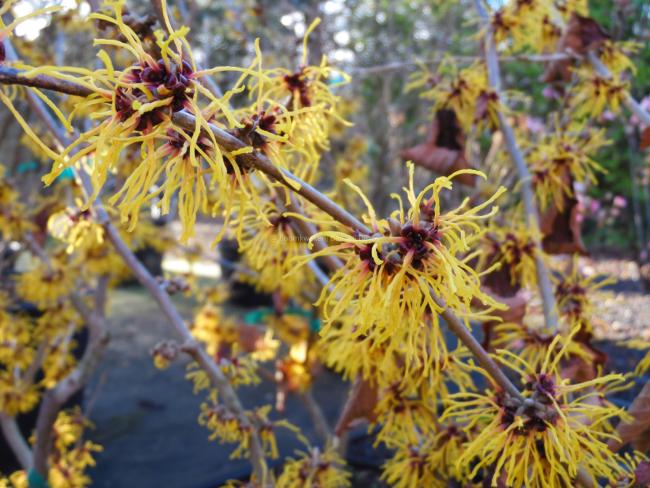 Hamamelis intermedia 'Barmstedt Gold' (x)