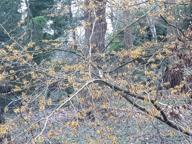Hamamelis intermedia 'Barmstedt Gold' (x)