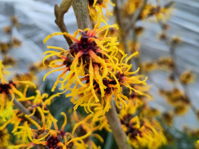 Hamamelis intermedia 'Barmstedt Gold' (x)