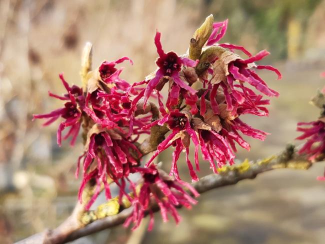 Hamamelis intermedia 'Birgit' (x)