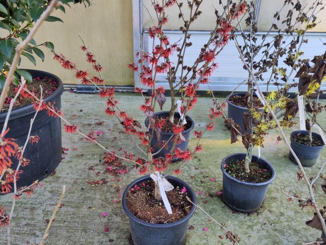 Hamamelis intermedia 'Diane' (x)