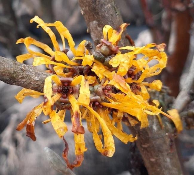 Hamamelis intermedia 'Evi' (x)