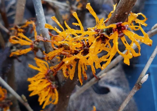 Hamamelis intermedia 'Evi' (x)