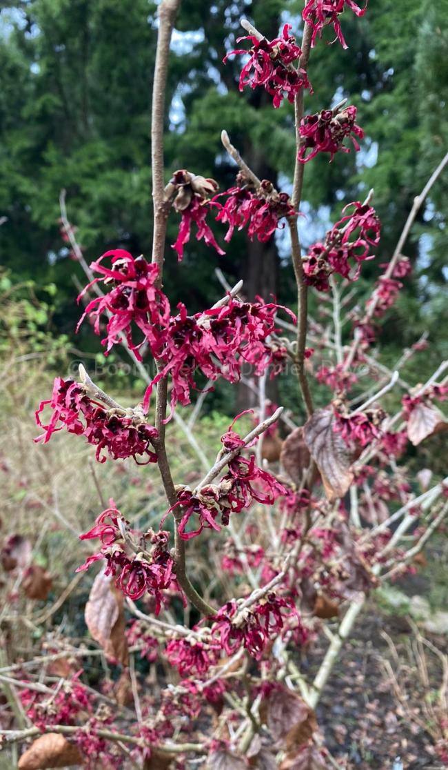 Hamamelis intermedia 'Foxy Lady' 