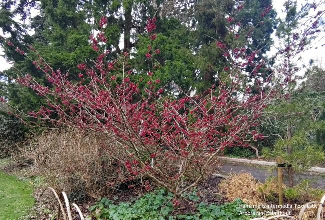 Hamamelis intermedia 'Foxy Lady' 