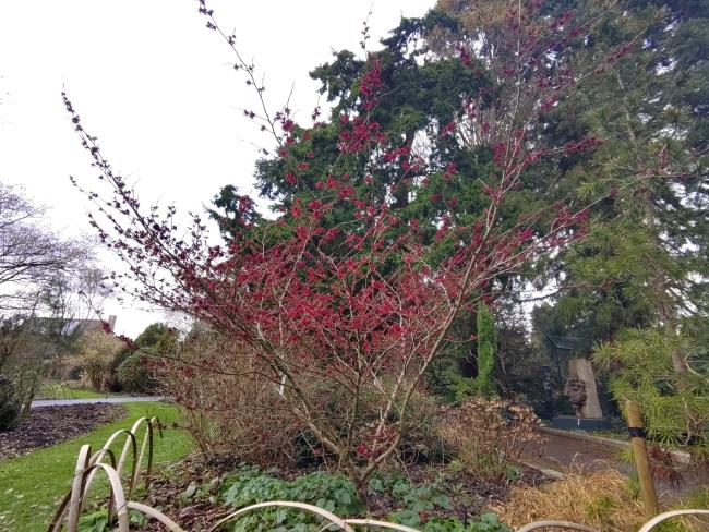Hamamelis intermedia 'Foxy Lady' 