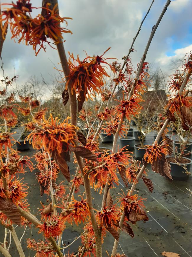 Hamamelis intermedia 'Jelena' (x)