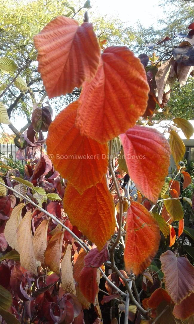 Hamamelis intermedia 'Jelena' (x)