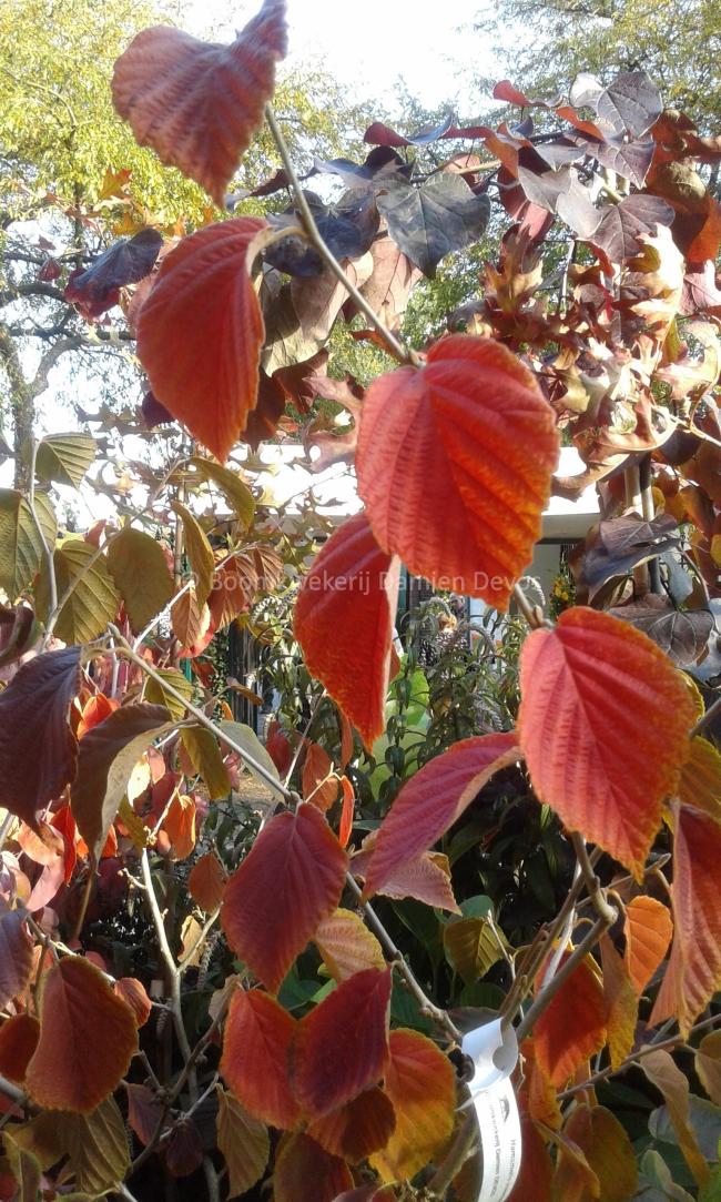 Hamamelis intermedia 'Jelena' (x)