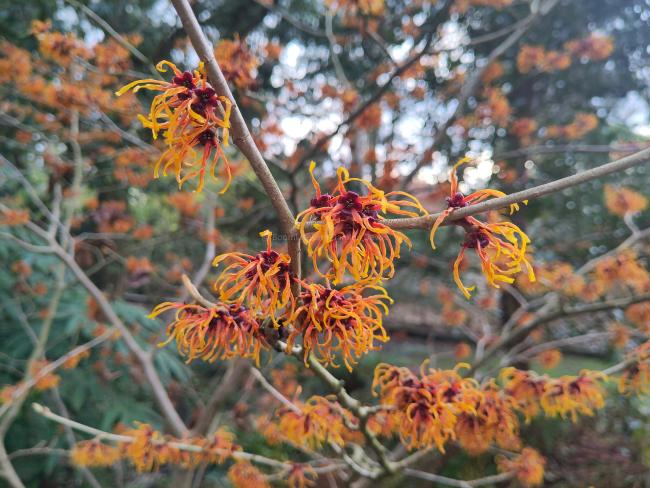 Hamamelis intermedia 'Jelena' (x)