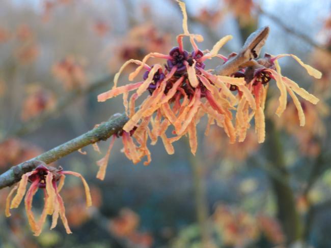 Hamamelis intermedia 'Orange Peel' (x)