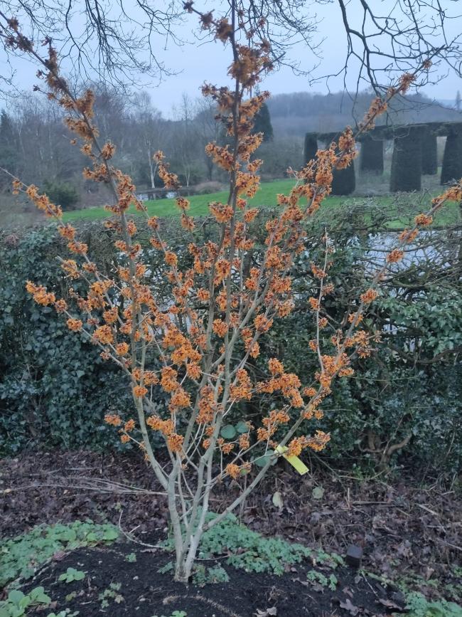 Hamamelis intermedia 'Orange Peel' (x)