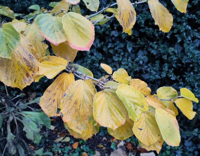 Hamamelis intermedia 'Orange Peel' (x)