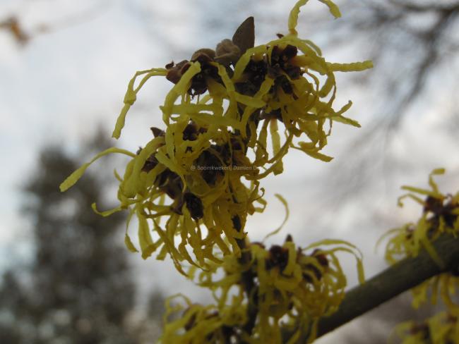 Hamamelis intermedia 'Pallida' (x)