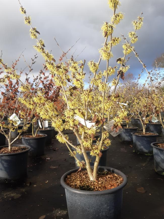 Hamamelis intermedia 'Pallida' (x)