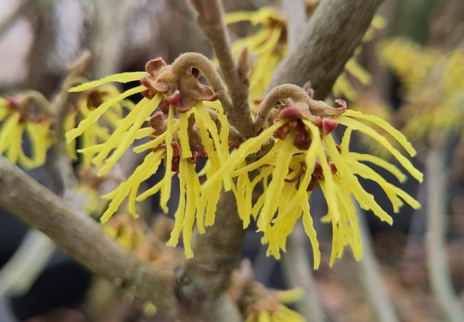 Hamamelis intermedia 'Sophie'