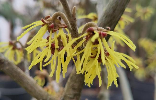 Hamamelis intermedia 'Sophie'