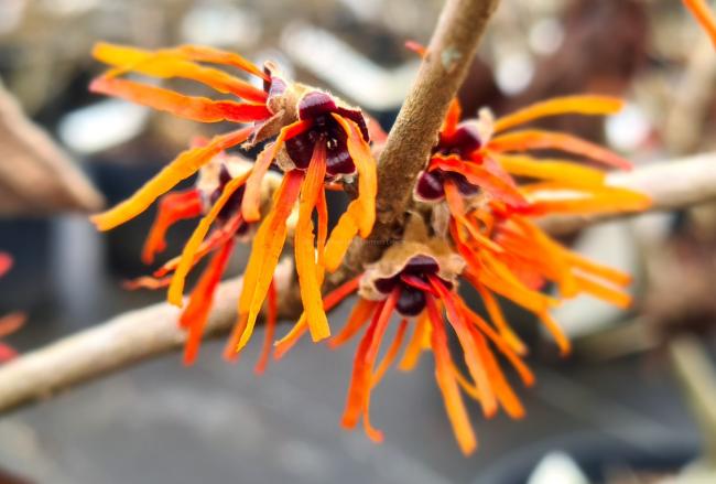 Hamamelis intermedia 'Twilight'