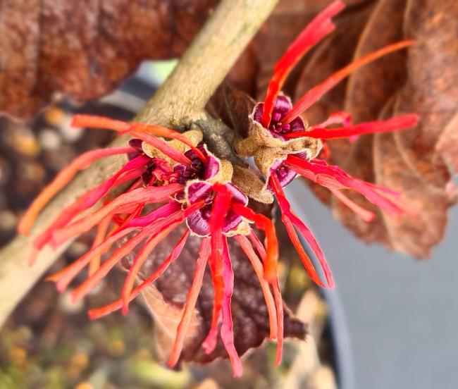 Hamamelis intermedia 'Twilight'