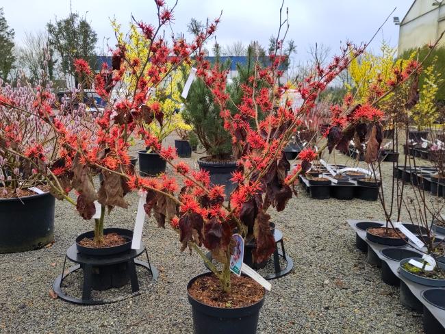 Hamamelis intermedia 'Twilight'