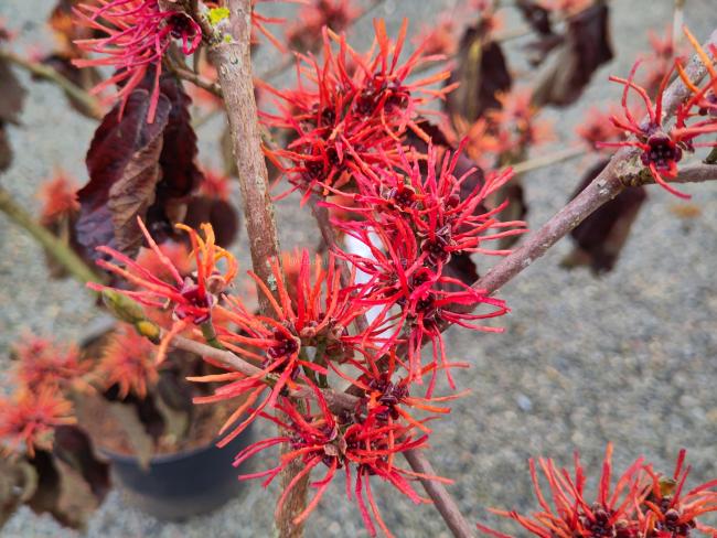 Hamamelis intermedia 'Twilight'