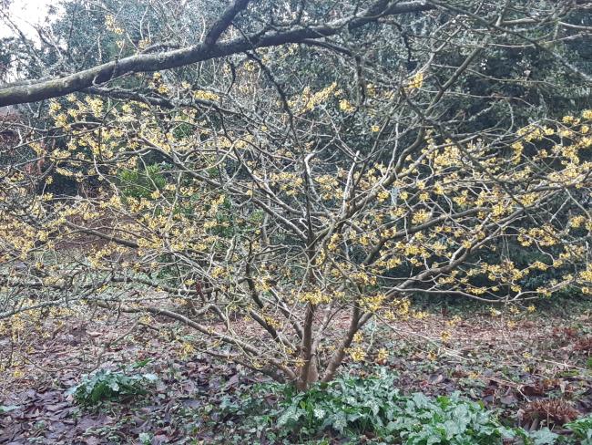 Hamamelis intermedia 'Westerstede' (x)