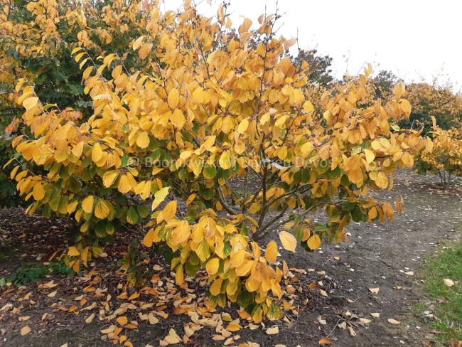 Hamamelis intermedia 'Westerstede' (x)