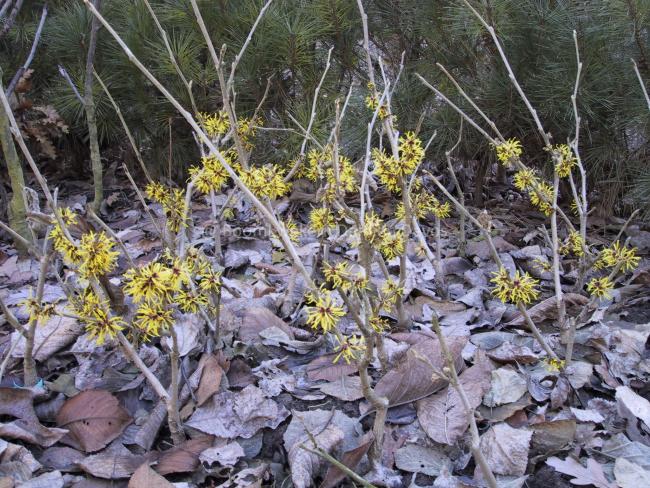 Hamamelis intermedia 'Westerstede' (x)