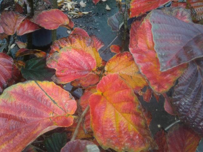 Hamamelis intermedia 'Yamina'