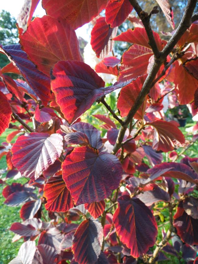 Hamamelis intermedia 'Yamina'