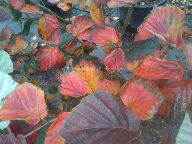 Hamamelis intermedia 'Yamina'