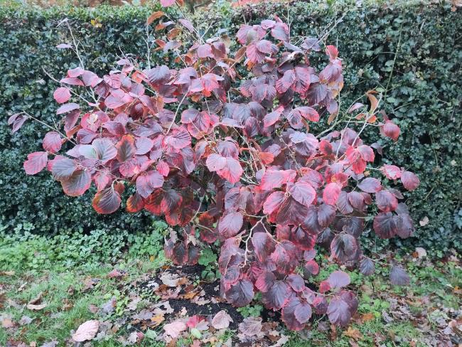 Hamamelis intermedia 'Yamina'