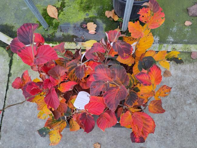 Hamamelis intermedia 'Yamina'