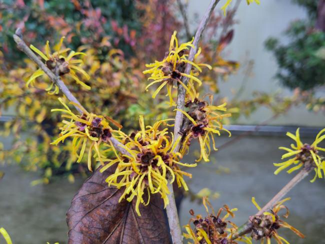 Hamamelis mollis 'Jermyns Gold'