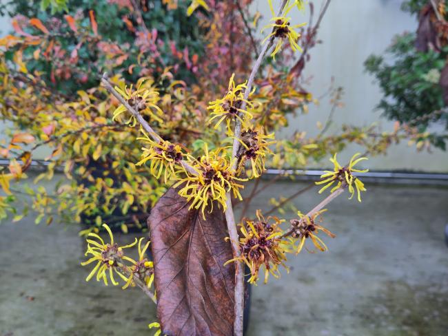 Hamamelis mollis 'Jermyns Gold'