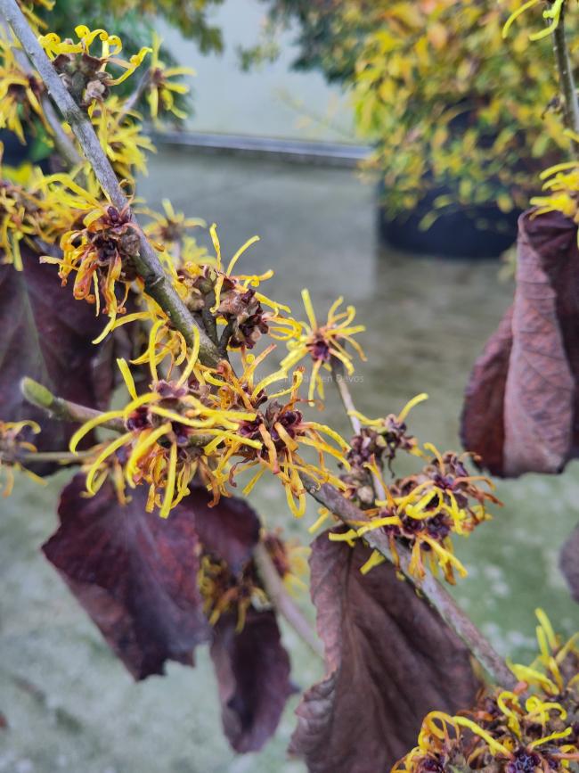 Hamamelis mollis 'Jermyns Gold'