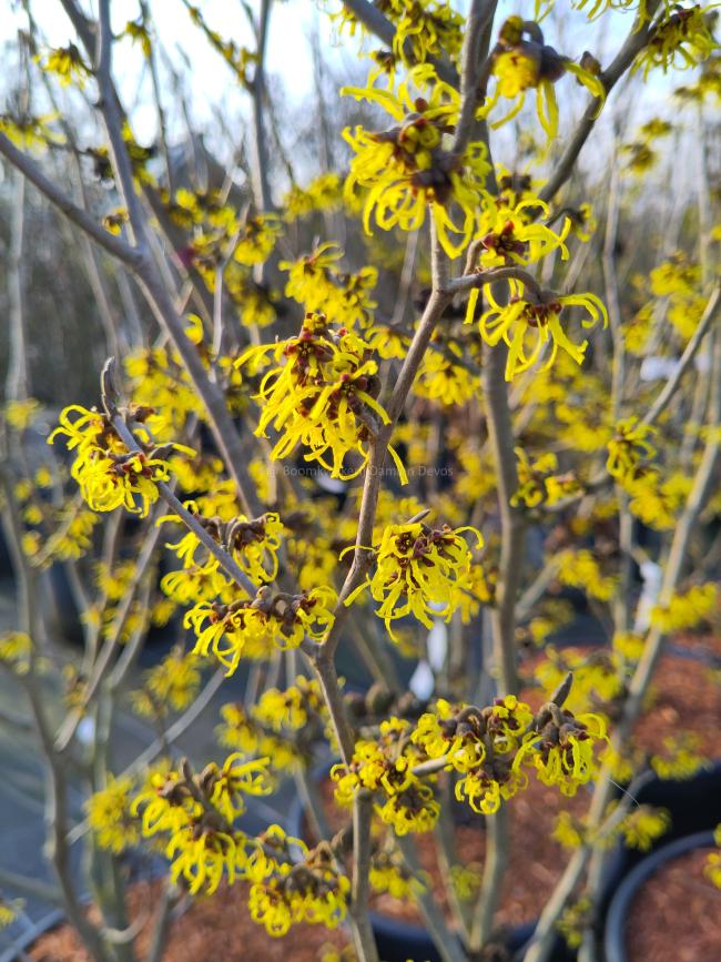 Hamamelis mollis