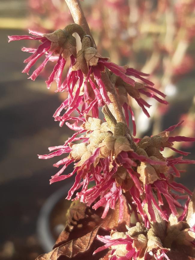 Hamamelis vernalis 'Purple Seedling' (H. 'Amethyst)