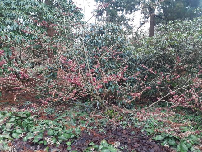 Hamamelis vernalis 'Purple Seedling' (H. 'Amethyst)
