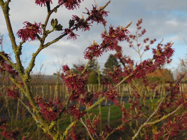 Hamamelis vernalis 'Purple Seedling' (H. 'Amethyst)