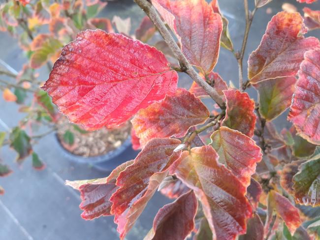 Hamamelis vernalis 'Purple Seedling' (H. 'Amethyst)