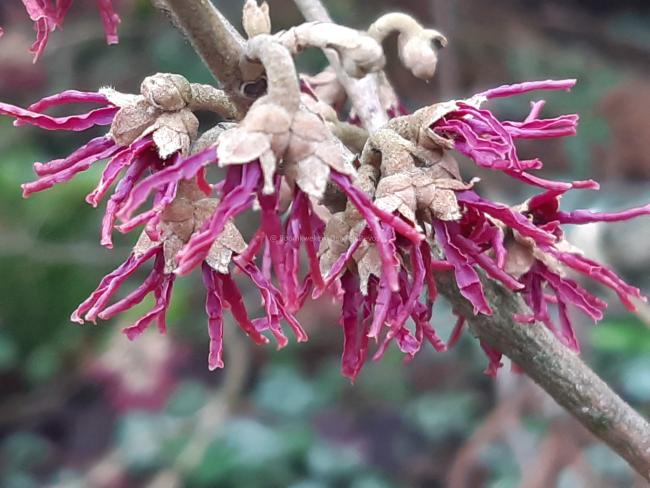 Hamamelis vernalis 'Purple Seedling' (H. 'Amethyst)