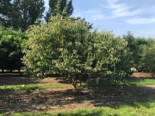 Heptacodium miconioides