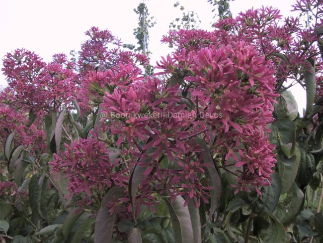 Heptacodium miconioides