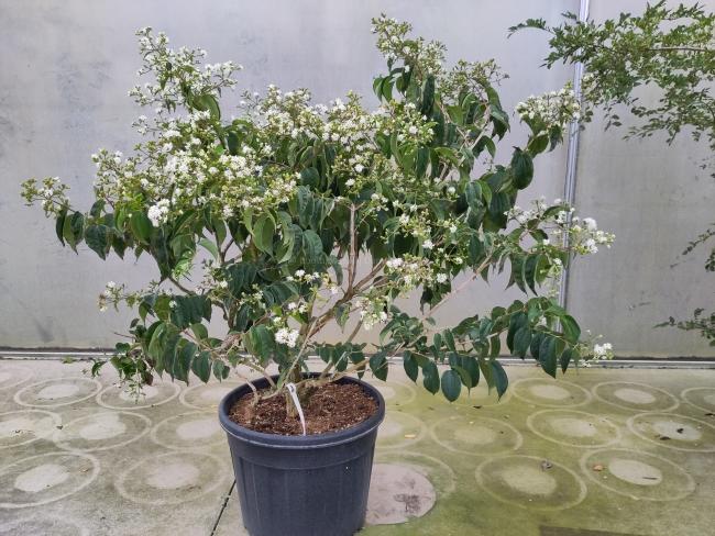 Heptacodium miconioides 'Temple of Bloom' ®