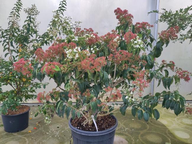 Heptacodium miconioides 'Temple of Bloom' ®