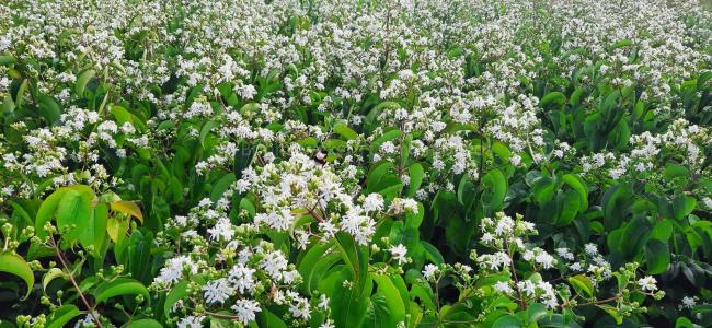 Heptacodium miconioides 'Tianshan' ®